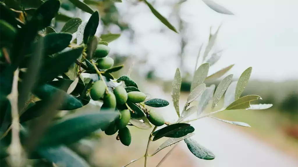 African Pride Olive Miracle: 4 Amazing Olive Oil Hair Benefits